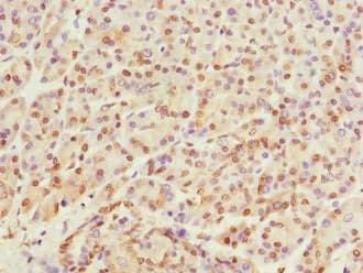 PTPRO Antibody