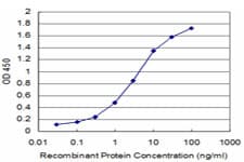 Monoclonal Mouse anti-Human KLRB1 / CD161 Antibody (clone 2F3, WB)