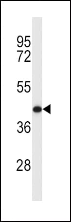 MCL1 / MCL 1 Antibody (aa217-245)