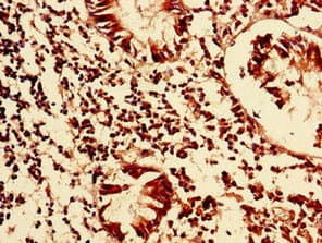 Polyclonal Rabbit anti-Human TCEAL8 Antibody