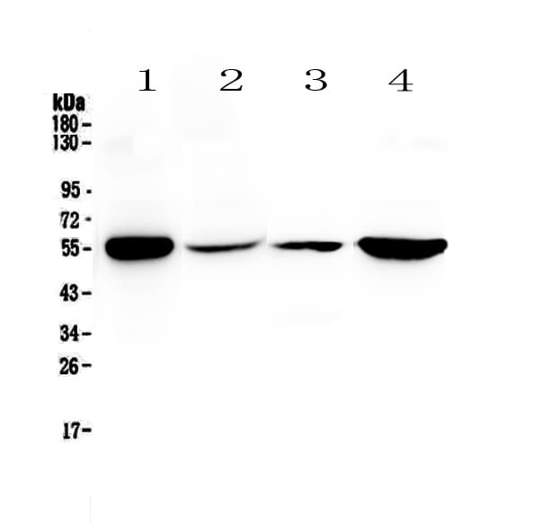GSR / Glutathione Reductase Antibody