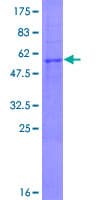 Human NSPC1 / PCGF1 Protein (Recombinant GST)