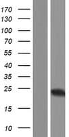 VHL / Von Hippel Lindau Protein (Over-Expression Lysate Myc-DDK (Flag))