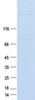 Human HTT / Huntingtin Protein (Recombinant Myc-DDK (Flag), C-terminus)