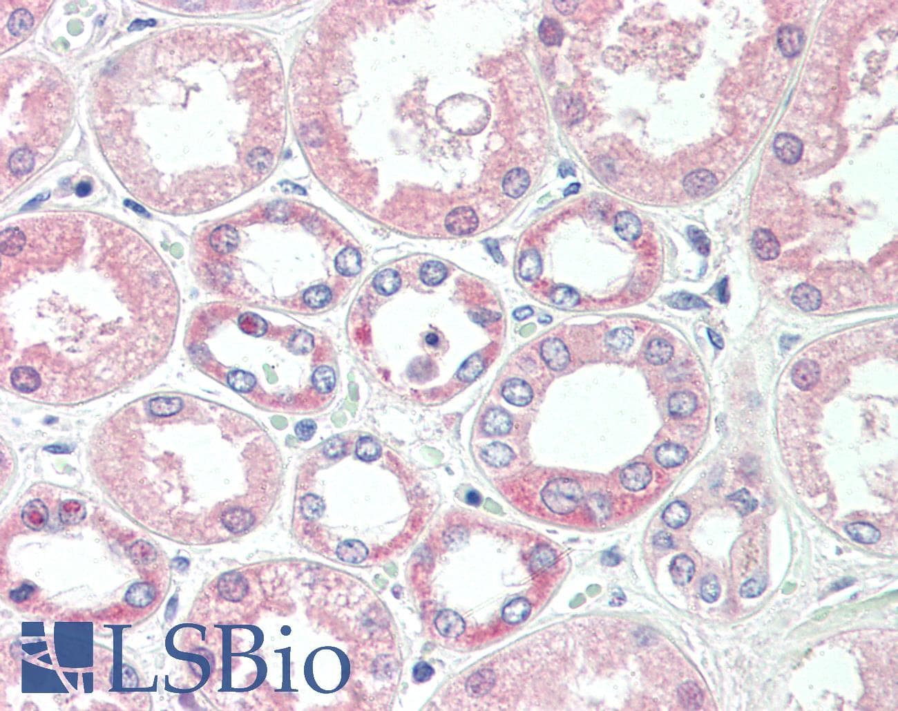 IHC-plus™ Monoclonal Mouse anti-Bovine SOD1 / Cu-Zn SOD Antibody (clone 2F5, IHC)