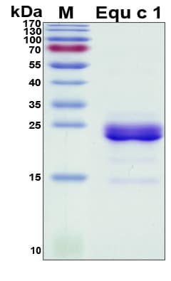 Horse Major allergen Equ c 1 Protein (Recombinant His, N-Terminal)