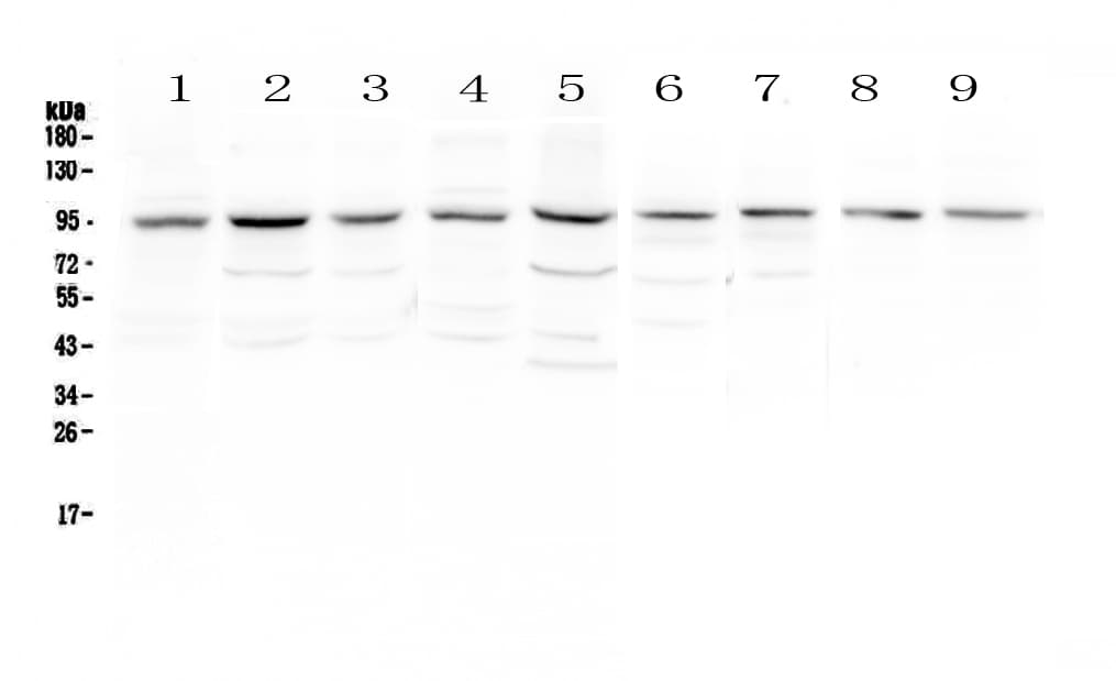 Polyclonal Rabbit anti-Human RIP1 / RALBP1 Antibody (IHC, WB)