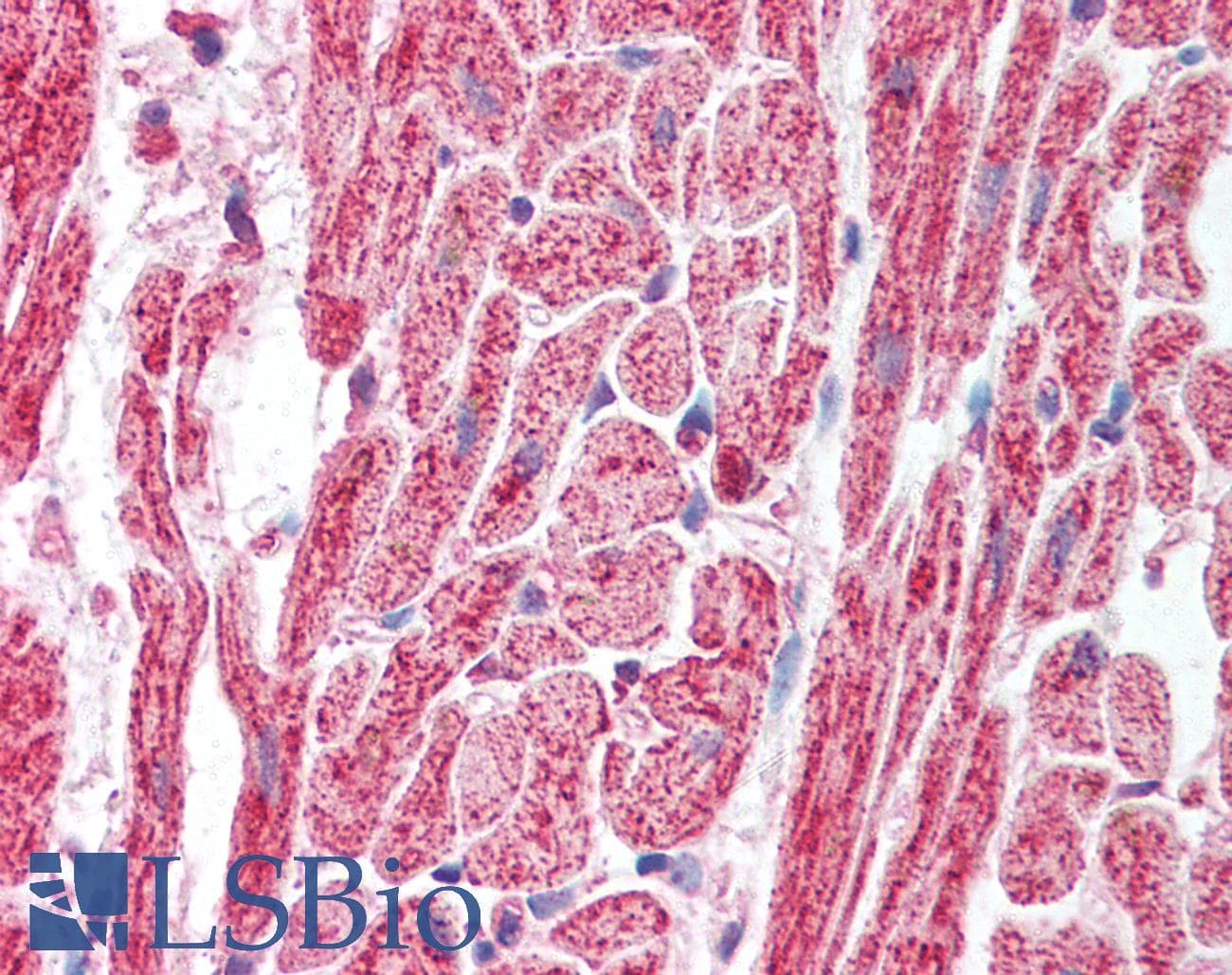 SAP18 Antibody (aa30-79)