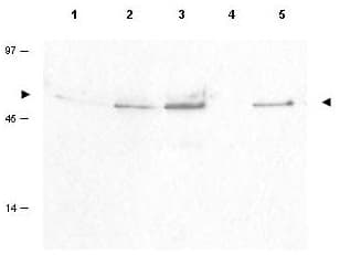 Polyclonal Rabbit anti-Human CCNB1 / Cyclin B1 Antibody (phospho-Ser126, WB)