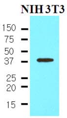 NANOG Antibody (aa1-154, clone 5A10)