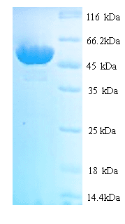 Schizosaccharomyces pombe hmt2 Protein (Recombinant His)