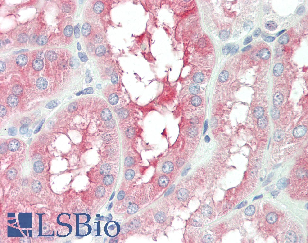 IHC-plus™ SEPP1 / Selenoprotein P Antibody