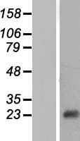 DNT / NT5C Protein (Over-Expression Lysate Myc-DDK (Flag))