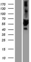 ULK3 Protein (Over-Expression Lysate Myc-DDK (Flag))