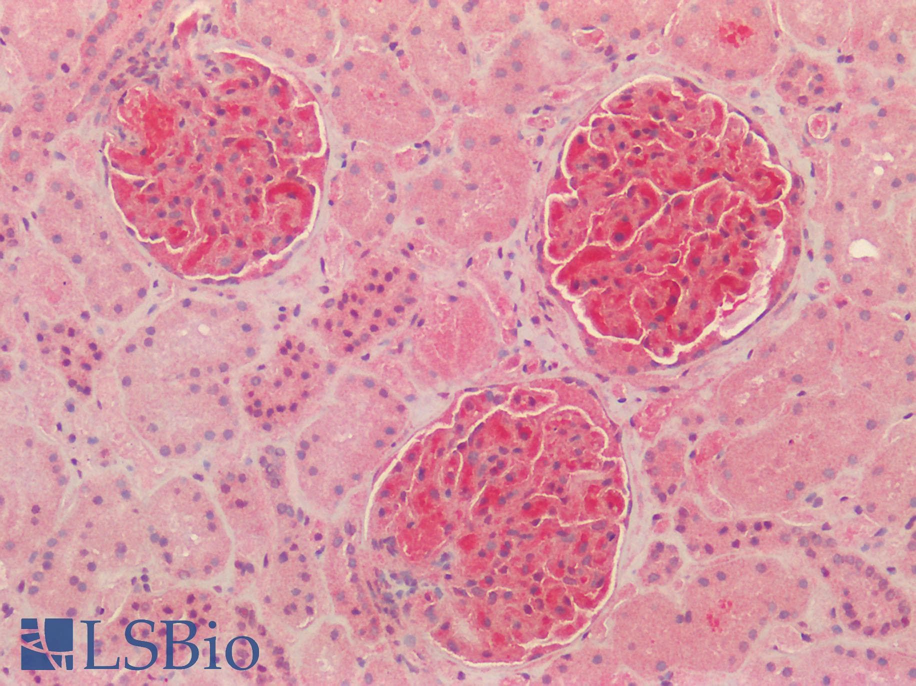 IHC-plus™ NQO1 Antibody (C-Terminus)