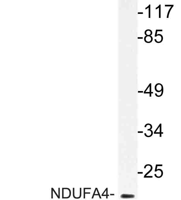 NDUFA4 Antibody (Phe81)