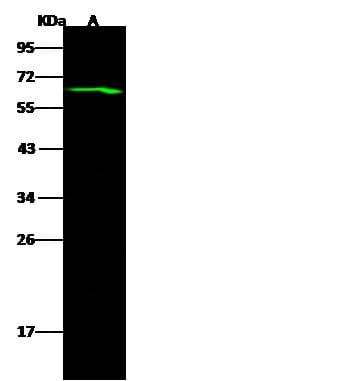 C12orf4 Antibody (Preservative Free)