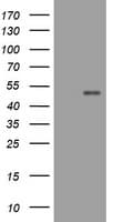 CD4 Antibody (clone OTI4H9)