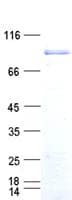 Human GMEB1 Protein (Recombinant His,C-terminus)