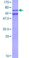 Human CASP9 / Caspase 9 Protein (Recombinant GST)