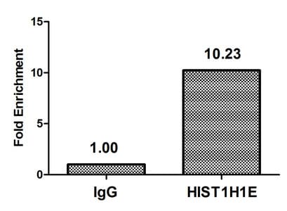 HIST1H1E Antibody