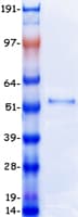 Human DEK Protein (Recombinant Myc-DDK (Flag))
