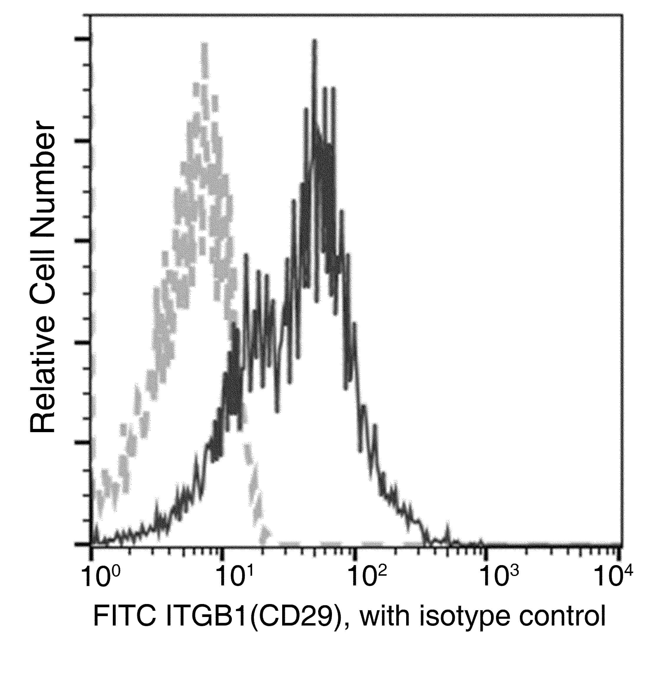 ITGB1 / Integrin Beta 1 / CD29 Antibody (clone 05, FITC)