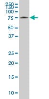 HCLS1 Antibody (clone 2A6)