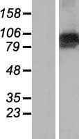 FBXO10 Protein (Over-Expression Lysate Myc-DDK (Flag))