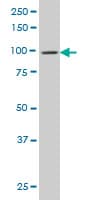 Monoclonal Mouse anti-Human DNM2 / Dynamin-2 Antibody (clone 6C9, WB)