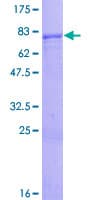 Human ZNF554 Protein (Recombinant GST)