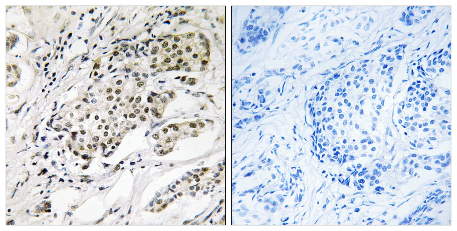CDYL2 Antibody (aa31-80)