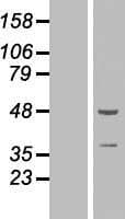 ZNF365 Protein (Over-Expression Lysate Myc-DDK (Flag))