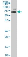 MAGED2 Antibody (clone 1B5)
