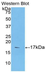 CASP9 / Caspase 9 Antibody (aa1-134)