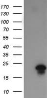 FATE1 Antibody (clone OTI1A1)