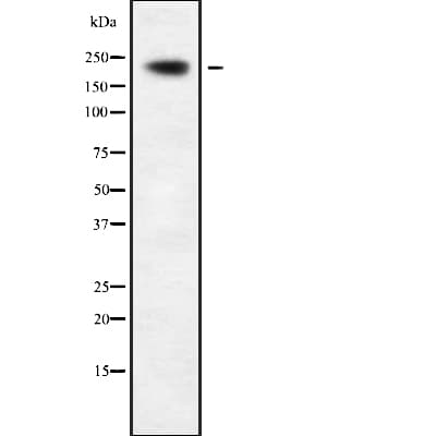 KIF20B Antibody
