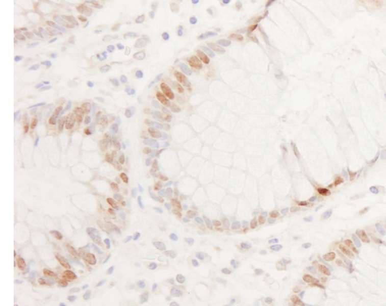 CDX2 Antibody (aa275-C-term)
