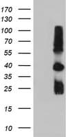 TIMP2 Antibody (clone OTI1A6, Carrier-free)