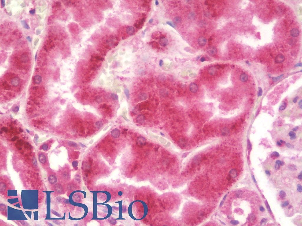 IHC-plus™ STAT3 Antibody