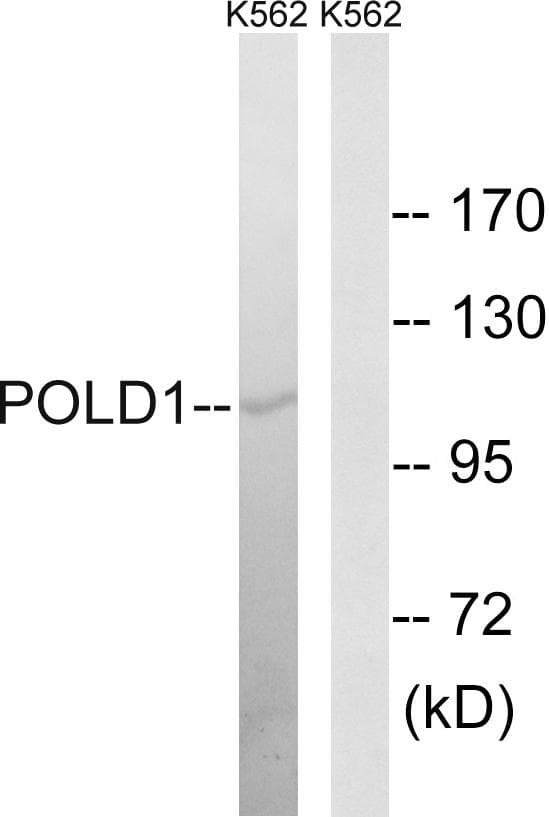 POLD1 Antibody