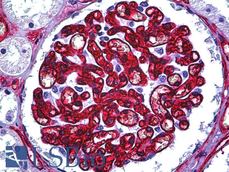 PathPlus™ CD34 Antibody (clone QBEnd-10, Azide-free)