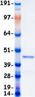 Human MAPK1 / ERK2 Protein (Recombinant Myc-DDK (Flag))