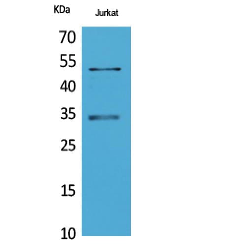 Polyclonal Rabbit anti-Human MYOD / MYOD1 Antibody (WB)