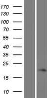 FAM180A Protein (Over-Expression Lysate Myc-DDK (Flag))