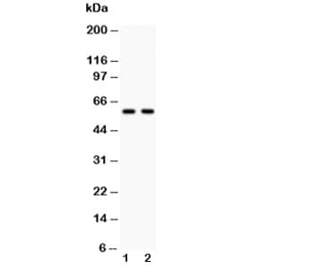 SRC Antibody (aa614-826)