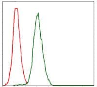 RPA70 / RPA1 Antibody (clone 4C4)