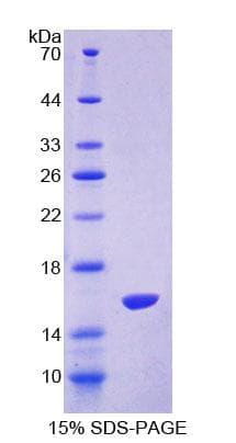 Mouse NT-proANP Protein (Recombinant His-T7)
