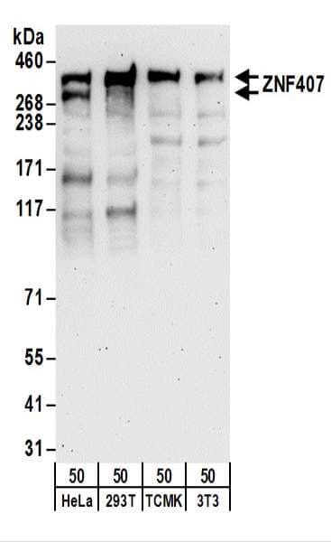 ZNF407 Antibody (aa2198-2248)