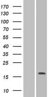 PILRA Protein (Over-Expression Lysate Myc-DDK (Flag))